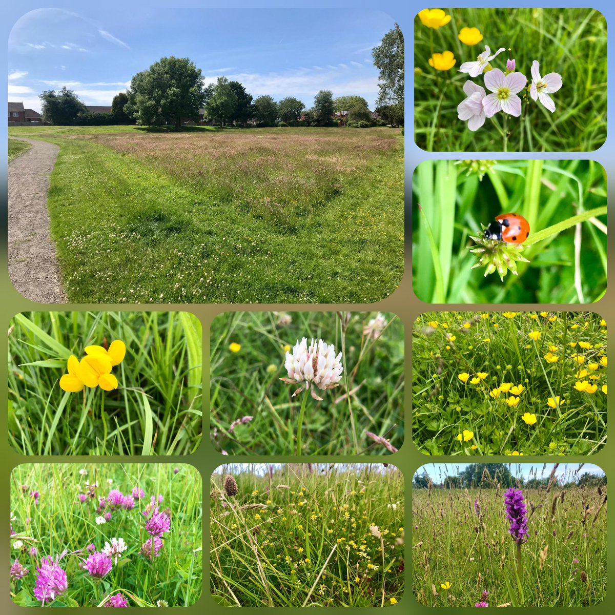 WLBC Rangers (@wlbc_rangers) on Twitter photo We've created some #MiniMeadows around Skelmersdale. The range of wildflower species that have popped their heads up is amazing! <a href="/Westlancsbc/">West Lancashire Borough Council</a> <a href="/TawdFriends/">Friends of Tawd Valley</a> <a href="/DouglasPilot/">Douglas Catchment</a> <a href="/SkemNews/">Skem News</a> <a href="/well_skem/">Well Skelmersdale</a> <a href="/Love_plants/">Plantlife</a> <a href="/WildflowerNWC/">Wildflower Centre</a> We've created some #MiniMeadows around Skelmersdale. The range of wildflower species that have popped their heads up is amazing! <a href="/Westlancsbc/">West Lancashire Borough Council</a> <a href="/TawdFriends/">Friends of Tawd Valley</a> <a href="/DouglasPilot/">Douglas Catchment</a> <a href="/SkemNews/">Skem News</a> <a href="/well_skem/">Well Skelmersdale</a> <a href="/Love_plants/">Plantlife</a> <a href="/WildflowerNWC/">Wildflower Centre</a>