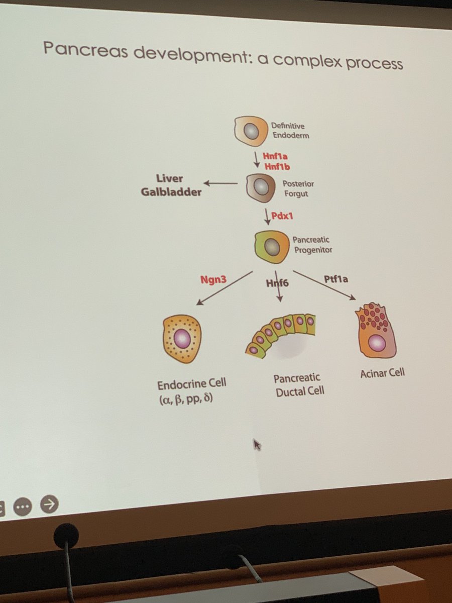 EISG_2022's tweet photo. Last talk of a great day by Rocio Sancho on the regulation of cell fate decisions in the pancreas. https://t.co/xHAsE42IIB