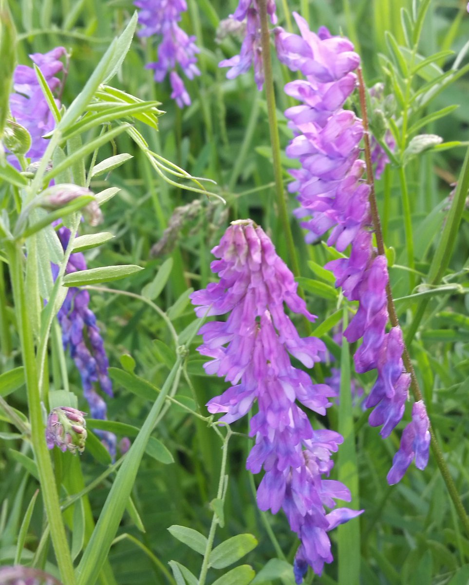 UteSchmid's tweet photo. So hard to photograph but I just keep trying: #birdvetch dots the #Wildflower fields landscape with it's stunning #purple shades at #CardenAlvarProvincialPark @OntarioParks. #ResidentialTourist #Snowflakelady #wildflowersofontario https://t.co/OnJyWdXEo0