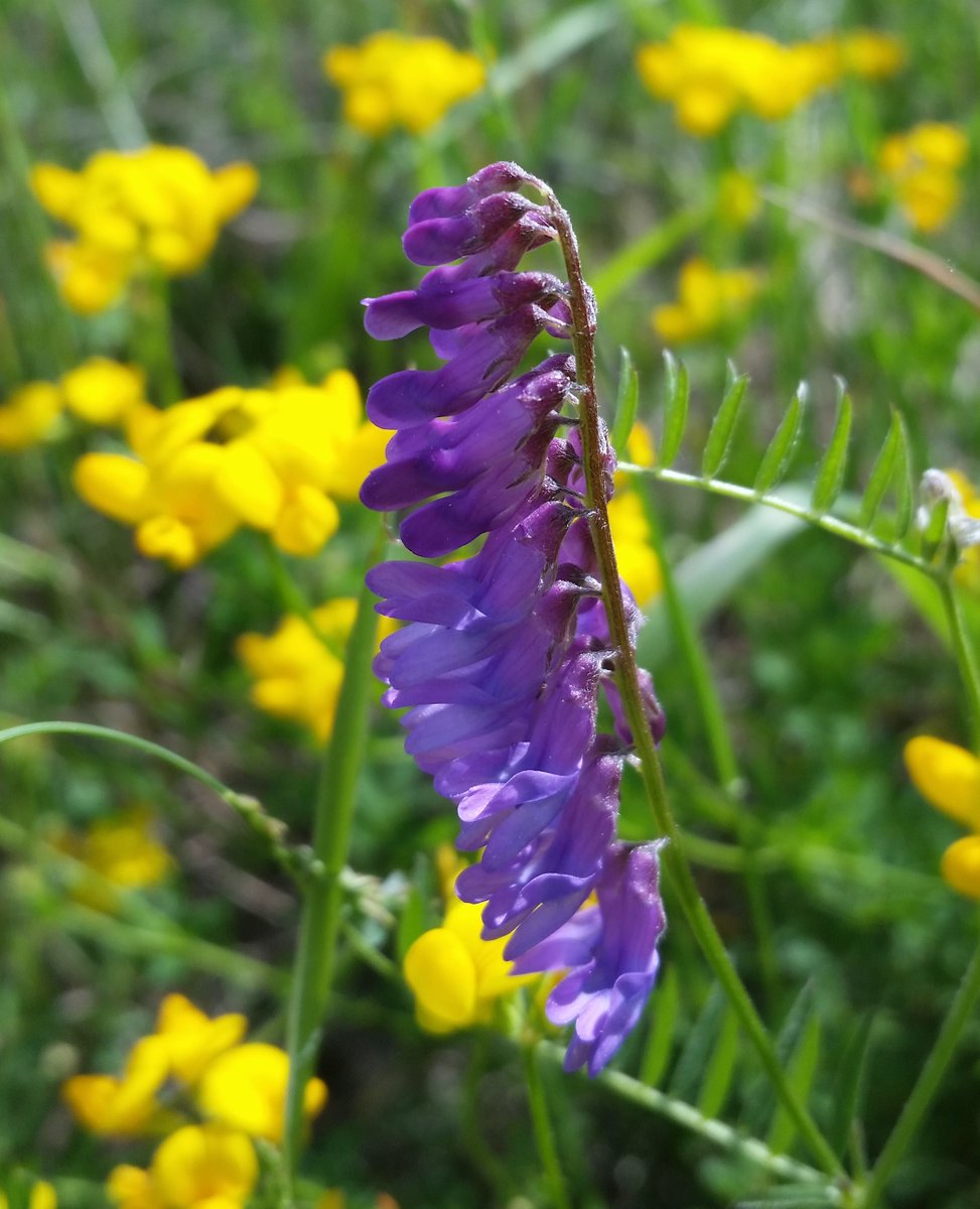 UteSchmid's tweet photo. So hard to photograph but I just keep trying: #birdvetch dots the #Wildflower fields landscape with it's stunning #purple shades at #CardenAlvarProvincialPark @OntarioParks. #ResidentialTourist #Snowflakelady #wildflowersofontario https://t.co/OnJyWdXEo0