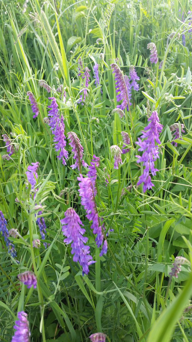 UteSchmid's tweet photo. So hard to photograph but I just keep trying: #birdvetch dots the #Wildflower fields landscape with it's stunning #purple shades at #CardenAlvarProvincialPark @OntarioParks. #ResidentialTourist #Snowflakelady #wildflowersofontario https://t.co/OnJyWdXEo0
