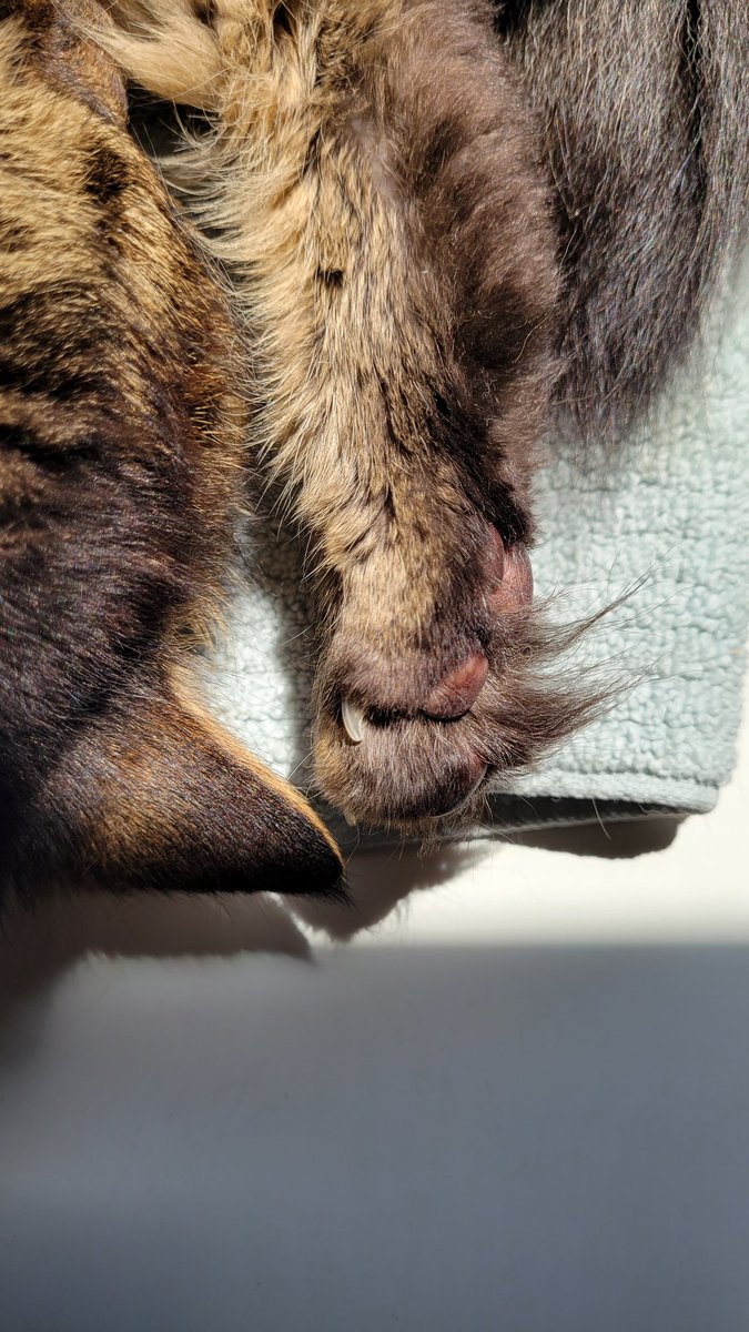 Dr. Sarah Eason tweet media