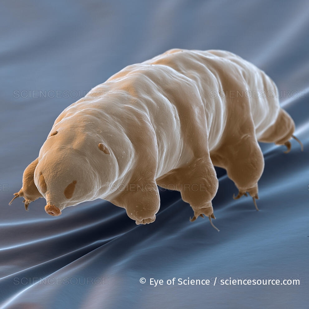 ScienceSource's tweet image. Tardigrade Tuesday!
Scanning electron micrograph of a water bear (tardigrade). 
© Eye of Science/Science Source
ScienceSource.com image ID: SS1393960
Link to image: 
sciencesource.com/archive/Image/…
#tardigrade #tardigrades #waterbear #waterbears #tardigradetuesday