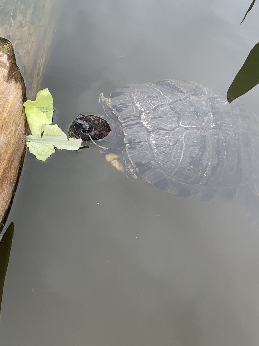 Our kinder friends may be off on summer break but Speedy is enjoying some of the lettuce they grew this year in the Kindergarden. 🥬 🐢 #HayFam #HaycockUnited <a href="/MrsYooinK/">Leah Yoo</a> <a href="/MsDominick/">Ms. Dominick</a> <a href="/CottleKinder/">Jennifer Cottle</a>