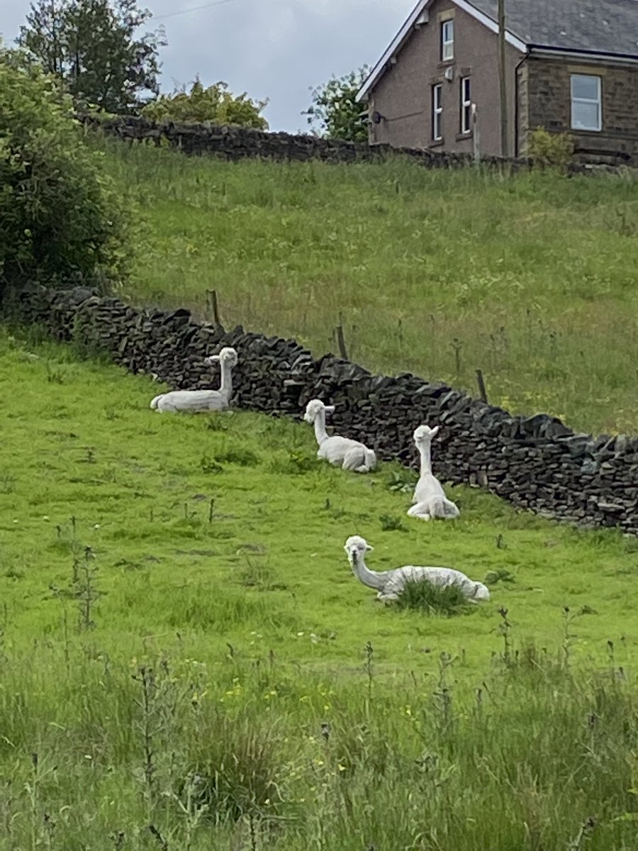 AlliHorne's tweet photo. Found a flat cycle ride in the Peak District! #settvalleytrail #peakforestcanal #britainisbeautiful #makethemostofit https://t.co/7dFV2qcup8
