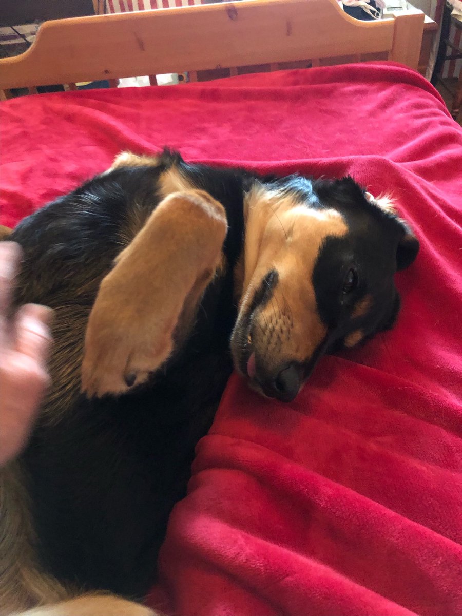 HeatherD_actor's tweet photo. Ms. Lucy had a bit of a hard time getting up this morning &amp; so I had to stay in bed 5 more minutes. How can you say no to this face?
#adoptdontshop #rescuedog #transylvanianhound https://t.co/U7eVrFqwxT