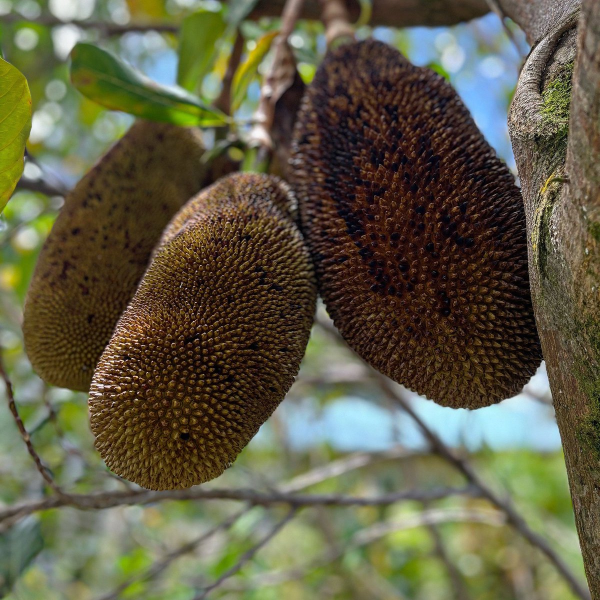 Our very popular Jackfruit tree at the Adolescent program. Jackfruit is a species of tree in the fig, mulberry, and breadfruit family. These are largest tree-borne fruit in the world, and the fruit can reach up to 100 pounds! 🏝
#jackfruit #outdooreducation