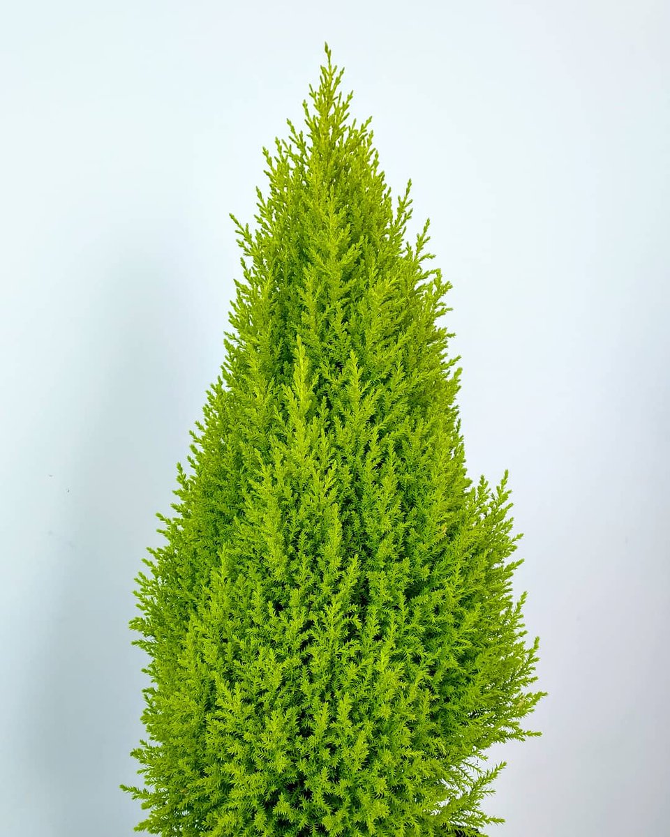 VSiempreVerde's tweet photo. EL PINO LIMÓN PERUANO es un hermoso ejemplar que se caracteriza por el agradable olor que genera su follaje, su lindo color verde vivo y la facilidad para su cuidado
https://t.co/7bwClcViS1

#consultordigitaljardineria #jardineriayplantas #jardineria

https://t.co/yYlPA8yUDN https://t.co/j5LS1xRbG3
