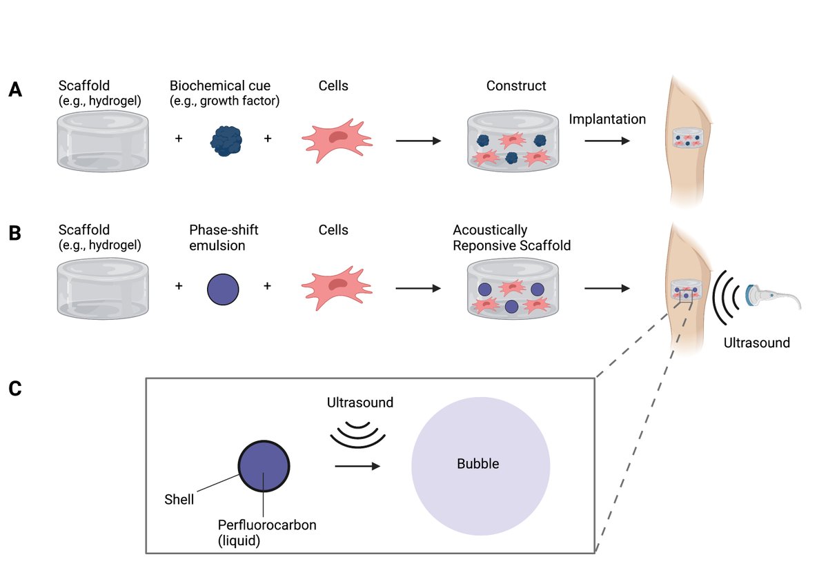 Find out how #ultrasound can be used for many applications in tissue regeneration: ow.ly/K6Ls50Jx297

#AcousticsToday 
<a href="/UMich/">University of Michigan</a>