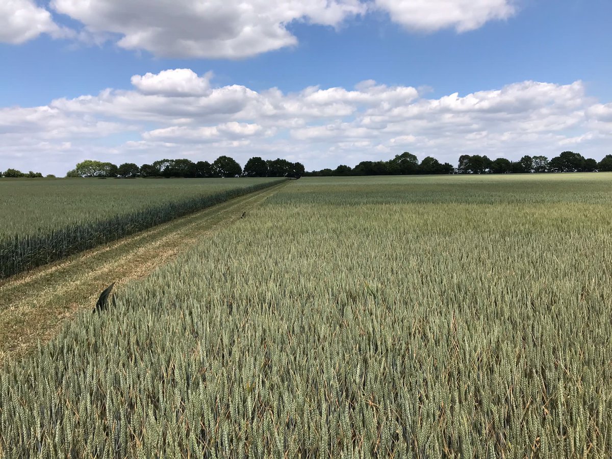 FrontierAg's tweet photo. 1/2 Frontier agronomist, Ryan Baker is at our Walsham-Le-Willows #3DThinking site today, preparing for the open days tomorrow &amp; Thursday where we will be guiding visitors through the plots, demonstrating new and existing varieties of #wheat, #barley and #OSR. https://t.co/tNC57EGbDC