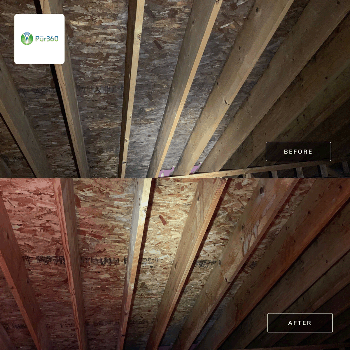 Pur360's tweet photo. Another successful attic mold remediation!
If you're buying, selling, or just want to make sure your house is healthy and mold free, give us a call at 888-478-7360 to schedule a free inspection!
https://t.co/tXmWkDoUcr
#innovation #hiring #green #realty #healthy #moldfree https://t.co/w015o9j0YK