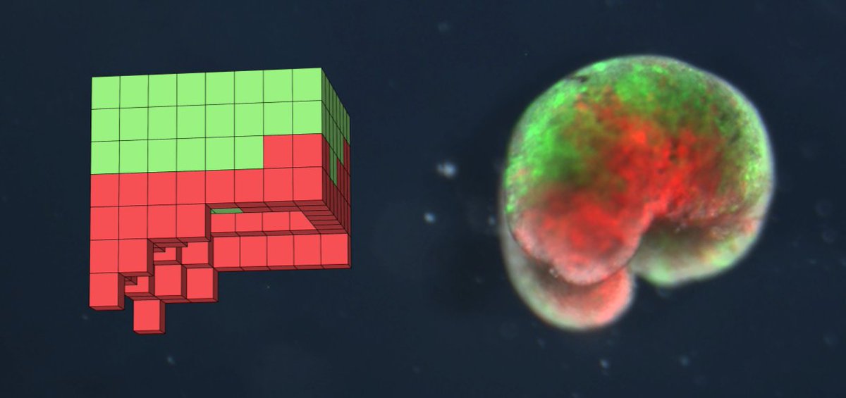 sciencesnco's tweet photo. [SCIENCES&amp;... C'EST QUOI CE TRUC LA ?]
🧊Des Legos à côté d'un petit pois à la sauce tomate ?
👽 Une construction #Minecraft et le cerveau d'un Alien ?
Eh non : à droite, c'est un xénobot. Un robot vivant, fabriqué à partir des cellules d'une grenouille : la Xenopus Laevis 🐸 https://t.co/NF1gM5psaS