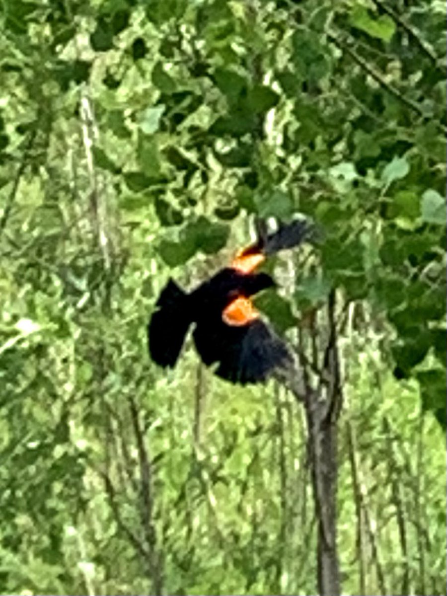FlaxbeardMark's tweet photo. #ThingsAreLookingUpOmaha! 19th Edition.  “The Circle Walk Over Hells Creek.” Located at Sterling Ridge 132nd and Pacific St. #Omaha #GoOmaha #Happiness #CWSOmaha @Joe_Flax @jaflax @flaxbeer @LaineyFlax @paulflax1 @Jean_Stothert @elonmusk https://t.co/7BAhu0eMxc