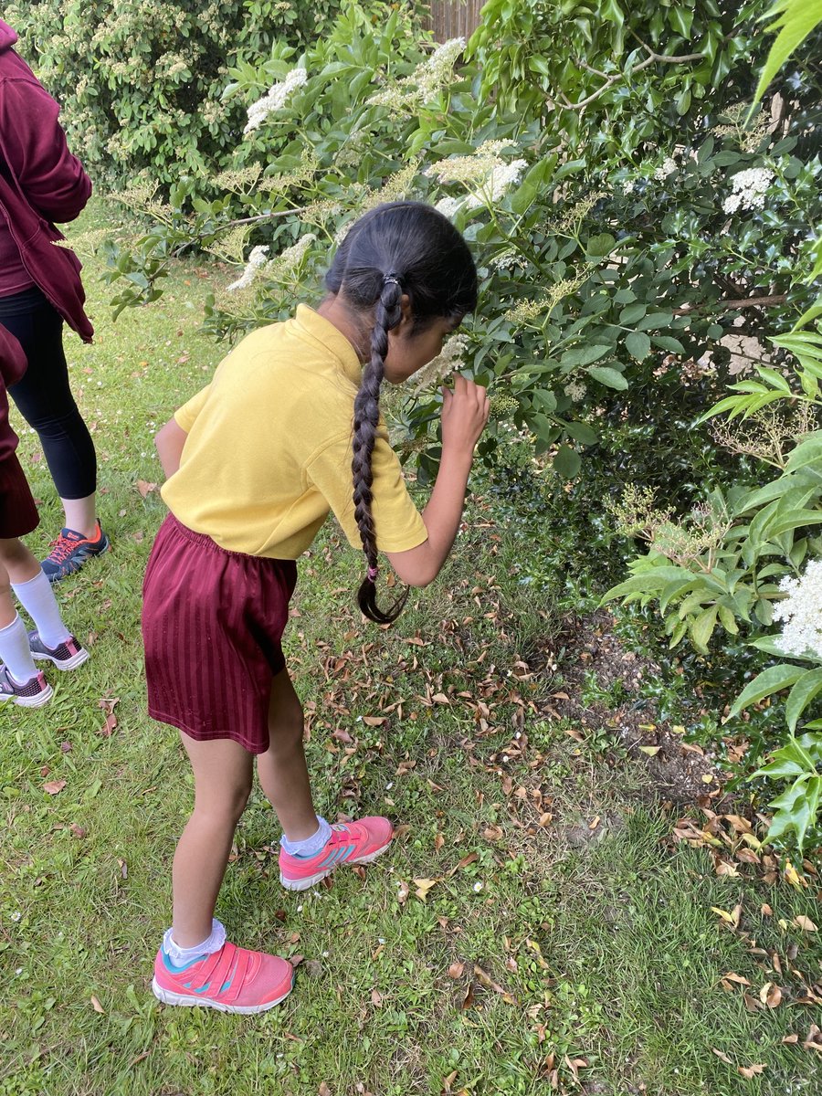 GXSchool's tweet image. Year 1 used their senses to explore our school grounds today. #nationalfieldworkweek #everychildflourishing