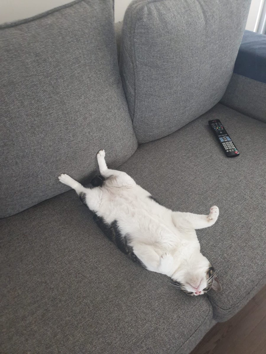 My cat is broken.