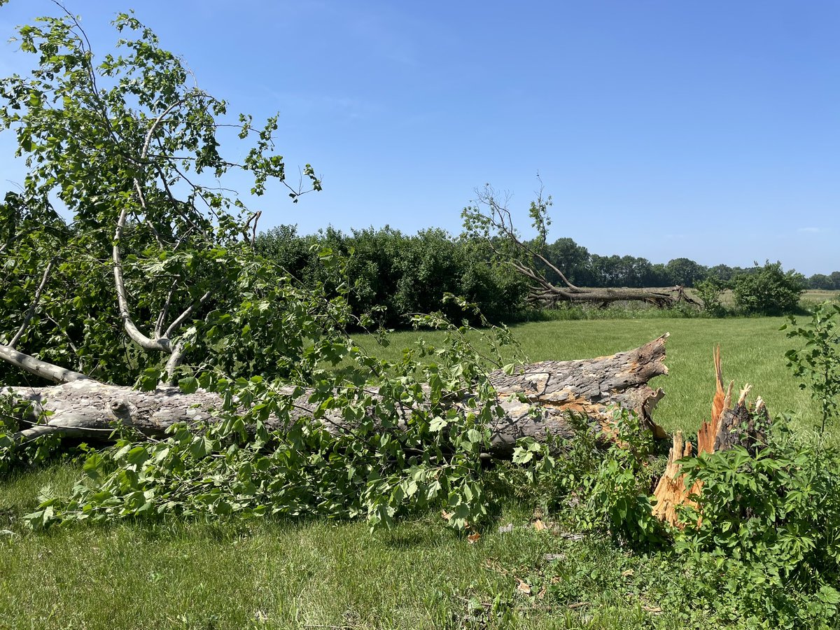 BrienReports's tweet photo. The wind brought down some big trees at our place. Sad to see them toppled. #INwx #abc21 https://t.co/XzNnl8xADP