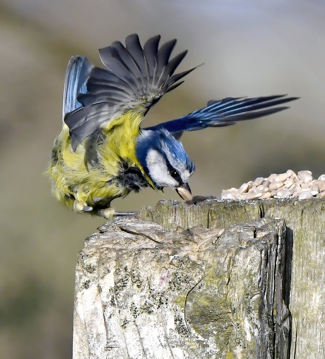 Bruiser demonstrating how to grab a seed in style... 😁😍 
#BruiserTheBlueTit 🐦