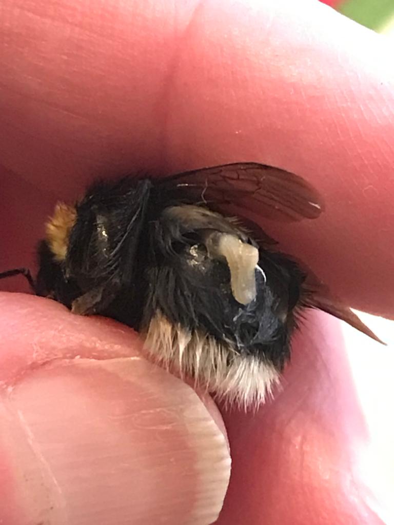 whale_nerd's tweet photo. My friend Nina found this in Mull. What looks like a white-tailed bumblebee which was weak/dying. A grub emerged from within. Any #bee people or #parasitologists know what species it is?! Some brand of endoparasite? #Alienversuspredator https://t.co/V9pbPMQlgg