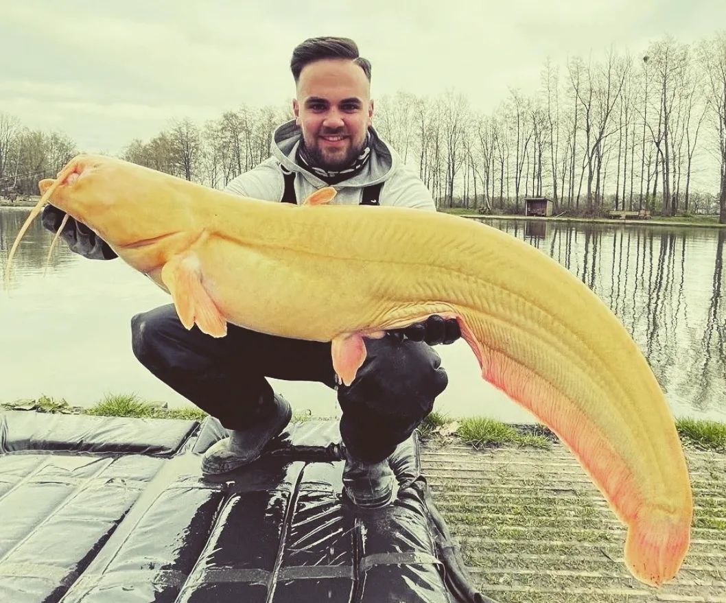 FISHINGBASSEMP's tweet photo. Guess the fish and win a chance to get your catch posted 🎣📸
.
Credits oguzfishing/IG
.
.
#Catfish #fishing https://t.co/fbSOXtabyX