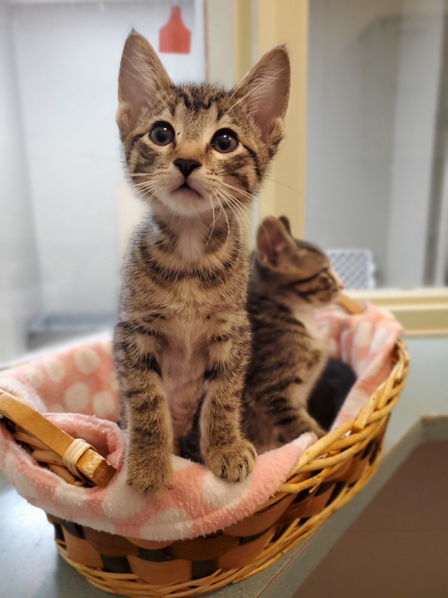 Fast fact: we do not have set adoption fees for cats - pay whatever you like!

We currently have *35* cats ready to go to new homes.