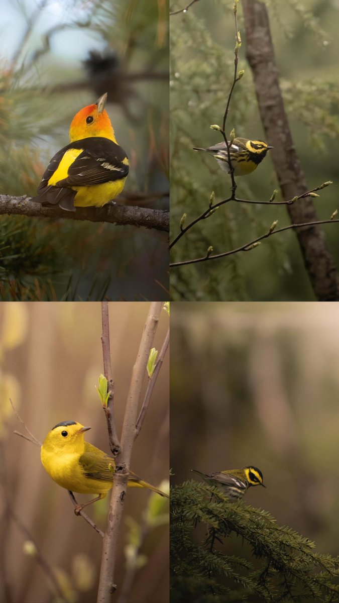 Songbirds from my first stint of bird surveys this summer. Which one is your favourite?