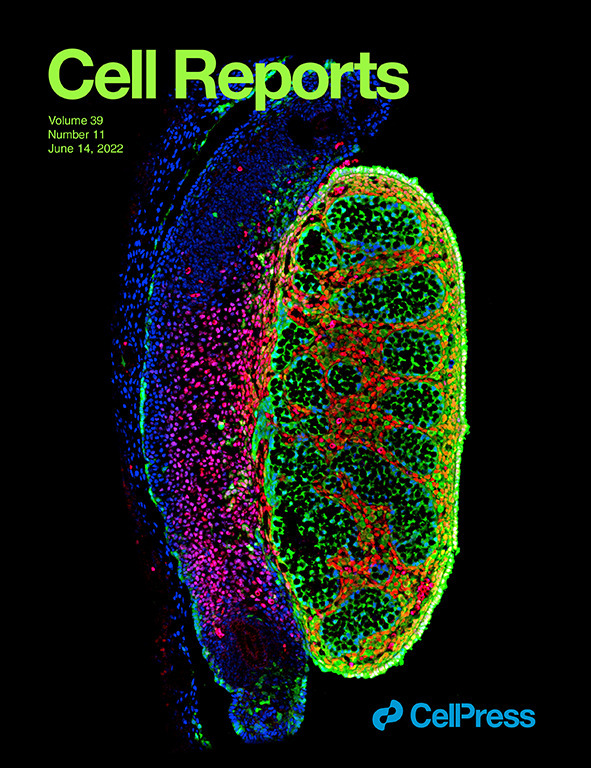 SergeNef1's tweet photo. Want to know more about the origins of Leydig cells, the major androgen-producing cells in the testis?

Check-out our new article just published in Cell Reports: https://t.co/jOch7vBp56 https://t.co/OoUCWiDI8b