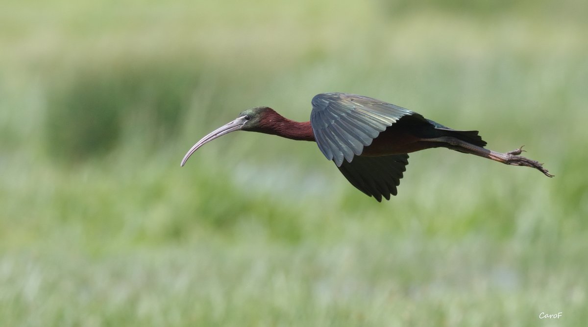 Glossy Ibis picture taken last week. Just seemed to float past so effortlessly. <a href="/RSPBSaltholme/">RSPB Saltholme</a> <a href="/teesbirds1/">teesbirds</a>