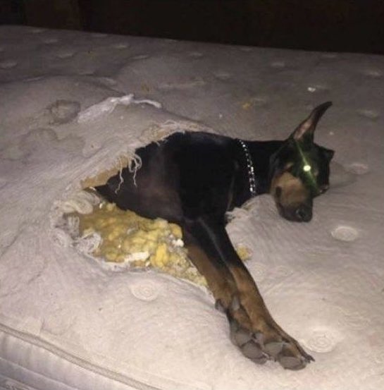 googiefolder's tweet photo. bam sleeping on one of jungkook's at least 8 mattresses https://t.co/jeR3BcwJSf