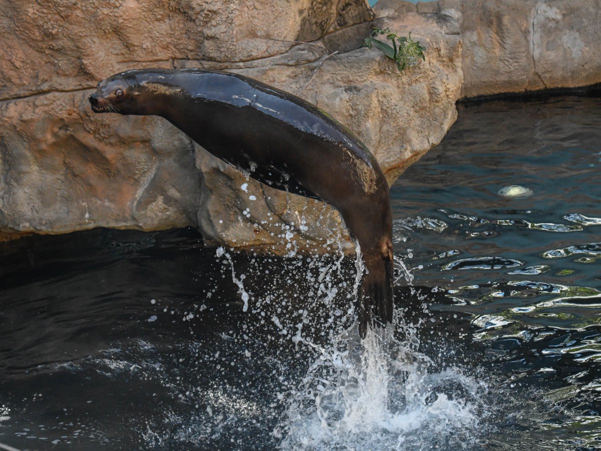 okczoo's tweet photo. Show your pinniPRIDE! Thursday's Sip &amp; Stroll is a special PRIDE event! Join us June 16 from 6-10 p.m. for a night of fun featuring drinks inspired by wild places and special entertainment! You don’t want to miss this amazing event! Get your tickets here - https://t.co/pZs1nWzJyo https://t.co/hL5Hkmueul