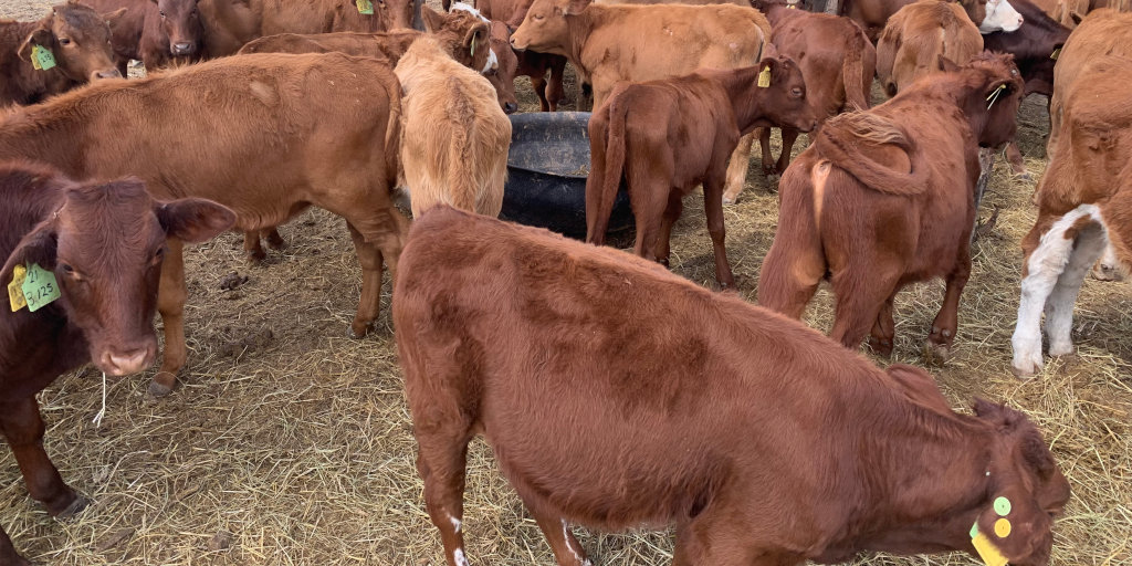 MadeItInAfrica's tweet photo. #Zimbabwean investment firm allows clients to invest in cows 🐄💰🇿🇼 Read more: https://t.co/lzM8xTulHY 

Mentions: @KelvinChamu @NhakaLife https://t.co/didk4EikJk