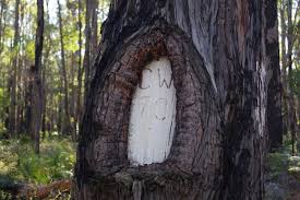 jamjungle02's tweet photo. @AngryWagtails @itsnotfairman WA forest reference trees do the same thing, but are beautifully calved into the tree and scattered throughout the SW Jarrah Forests. https://t.co/7rl3BHdVsW