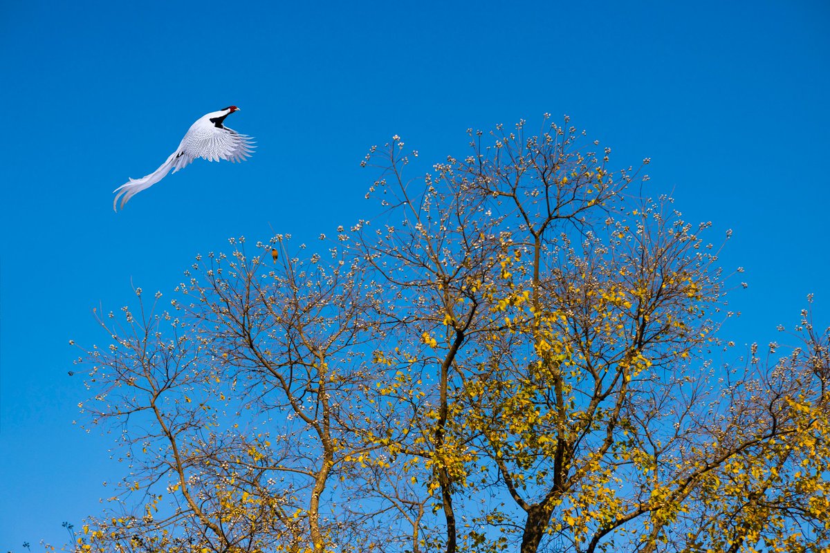 environnementca's tweet image. Cette année, le @cciced fête son 30e anniversaire! À titre de partenaire international clé en matière d’environnement et d’#ActionClimatique, nous sommes heureux d’avoir soutenu le Conseil depuis sa création en 1992. 

#ChinaCouncil #CroissancePropre
@CanadaChine