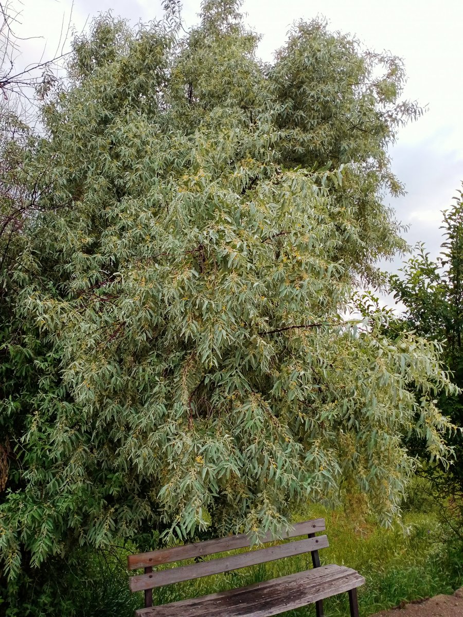 Mutlu aksamlar igde severler🙂