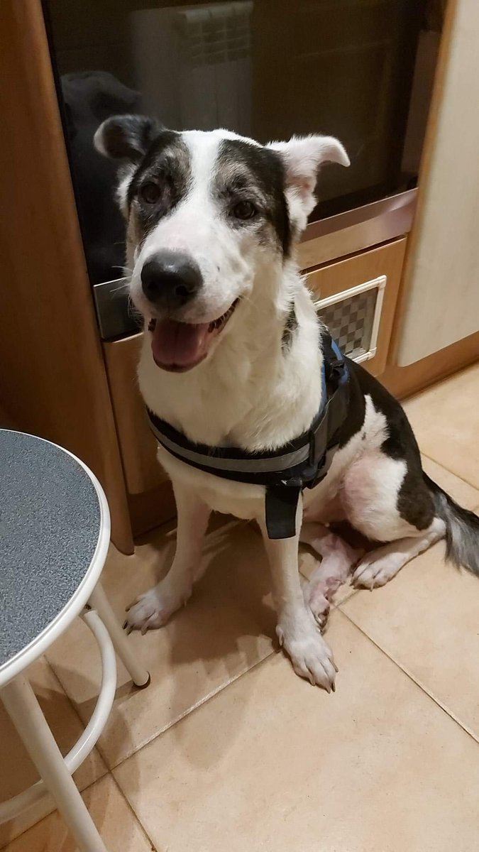 silvia mensegar tweet media