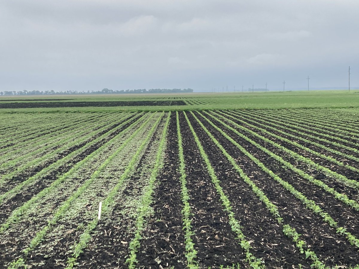 Wondering if PRE/Residuals work?Zidua PRO on Soybeans and Verdict/Armezon PRO on corn! SE ND