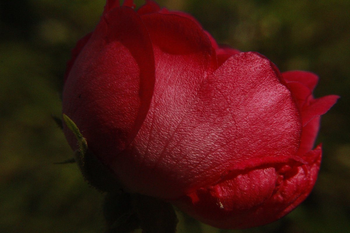 britchure611's tweet photo. Red roses of June!
#macrophotography #Flowers #flowerphotograhy #redrose https://t.co/GhV6rPNXTU