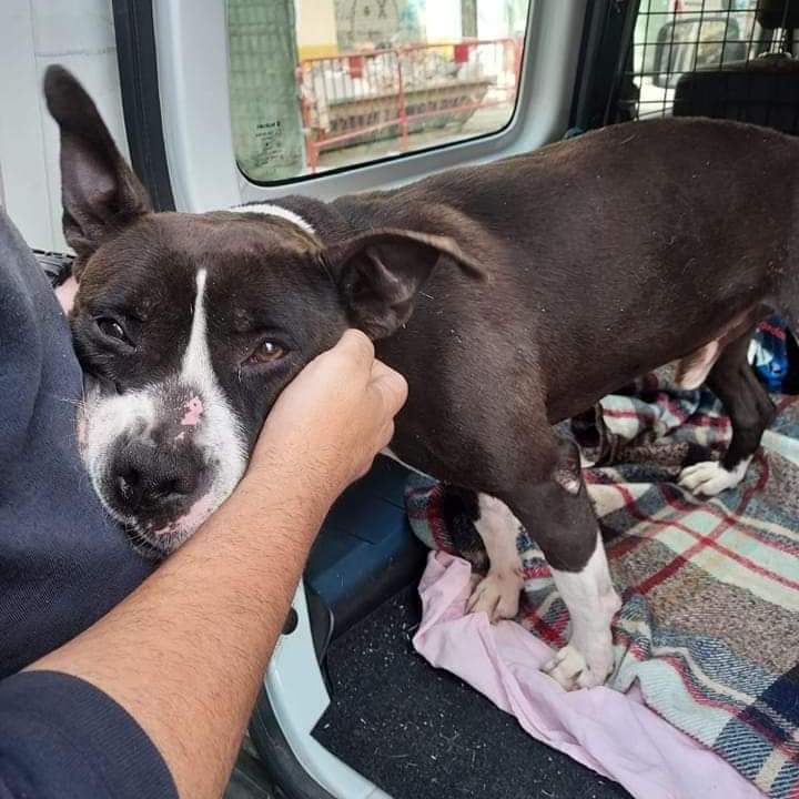 silvia mensegar tweet media