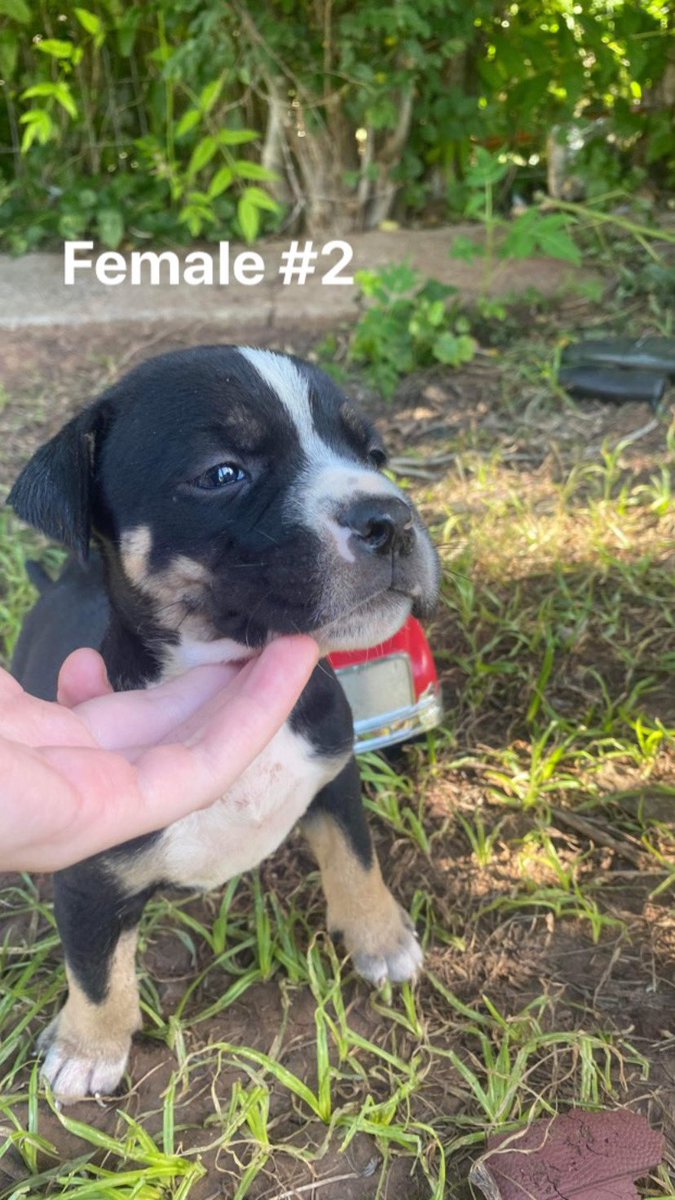 drizzybrooke's tweet photo. I have 3bully/pit pups still needing homes all females 🥺🖤 https://t.co/h9hyr25wv6