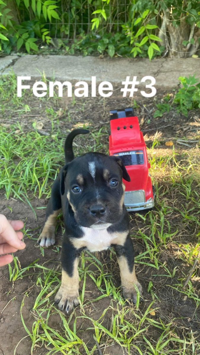 drizzybrooke's tweet photo. I have 3bully/pit pups still needing homes all females 🥺🖤 https://t.co/h9hyr25wv6