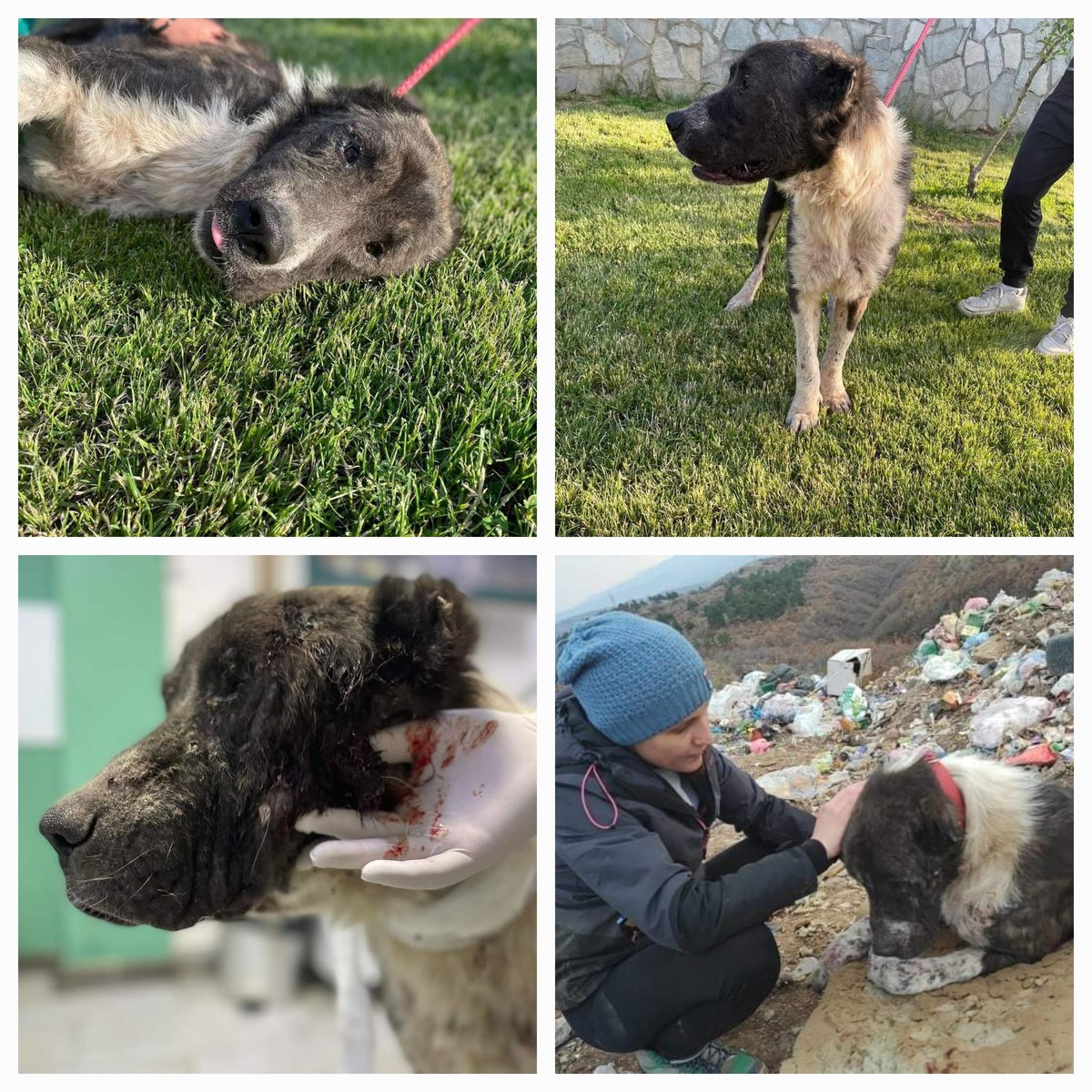 Malik was diagnosed with the deadly leishmania and after he was stabilised we started his treatment.
He is slowly recovering.
Please 🙏 donate for his vet treatment and stay at vets kennels
PayPal 
Pitr103@outlook.com
Even the smallest amount makes a big difference for his life.