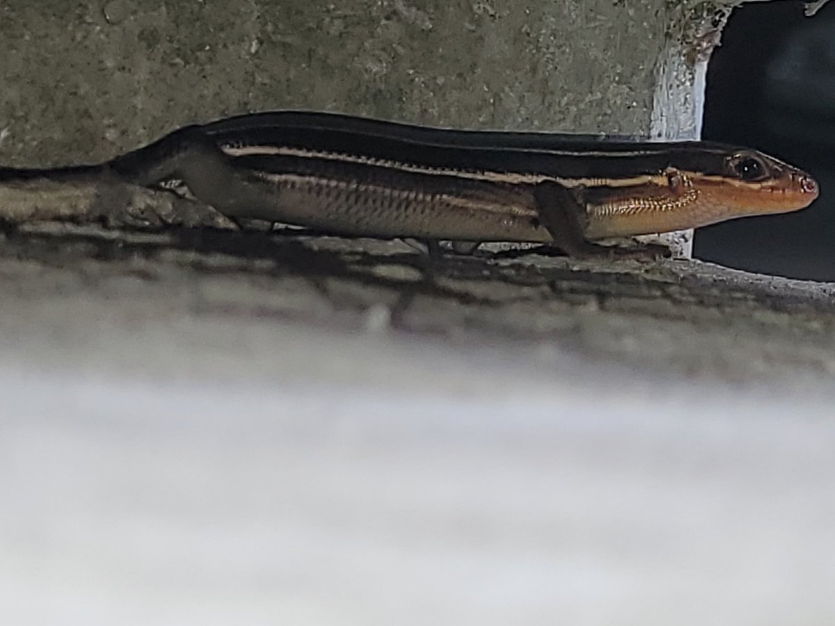 I need to visit <a href="/UFMarston/">Marston Science Library UF</a> more often 👀