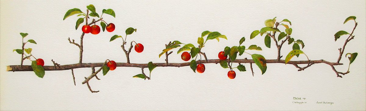 Festival 2022 Opens in 3 Days!
June 17 - June 19

Don't miss our fabulous Juried Exhibition, featuring works such as Janet DeLonga's 'Crabapple IV'

To plan your day with us, visit:
ssac.org/festivalinform…