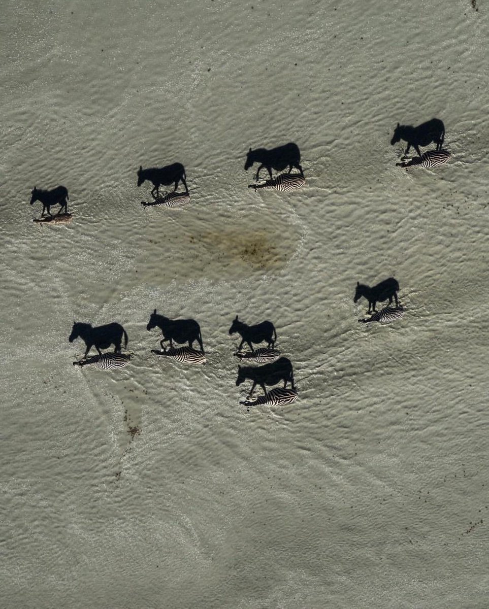 Foto dell'anno del National Geographic. Le sagome nere sono solo delle ombre. Ingrandendo la foto vedrete le zebre.