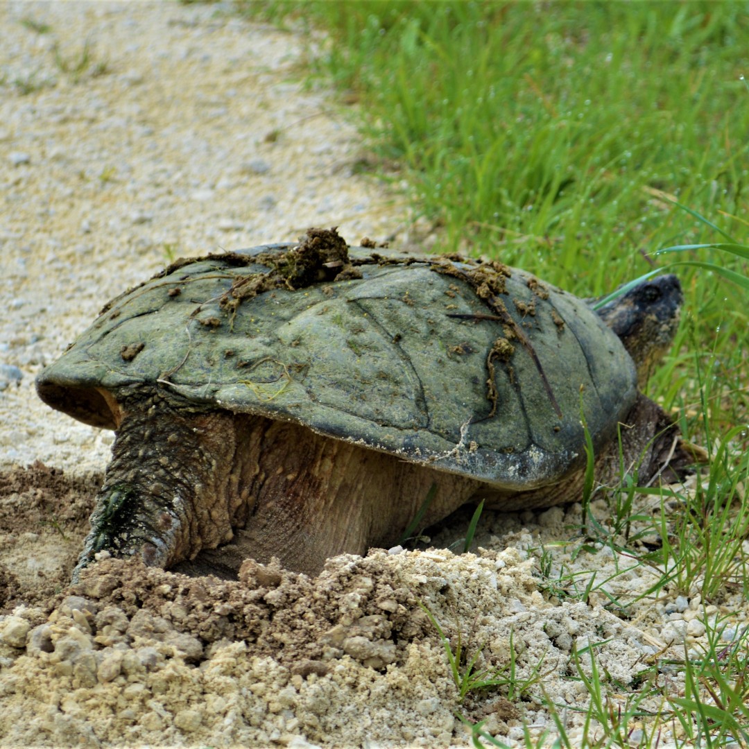RiveredgeNC's tweet image. What to do if a snapping turtle visits you:
1. DON'T touch.
2. Let her do her thing. She'll dig, lay, & leave.
3. As our Executive Director Kim does in photo 3, set up a marker to protect her meanwhile.
#turtletips #snappingturtle #wildliferescue #wildwisconsin #citizenscience