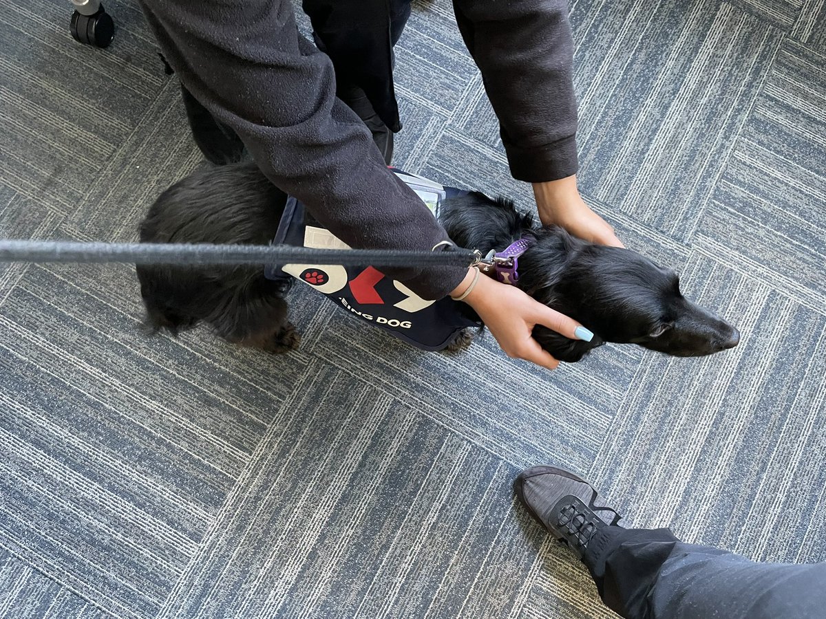 OK9 WB dog Darcy doing what Darcy does best! Improving the well-being of officers in Plymouth.
<a href="/OscarKiloNine/">OscarKilo9</a> 
#ResponsePolicingWeek #Wellbeing