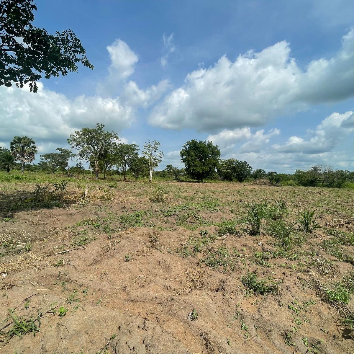 wode_maya's tweet photo. Omg!Can you believe it???A grateful family just gifted me 5 acres of land just to appreciate the work that I do!
I am truly blessed &amp; grateful🙏🏿 https://t.co/OrEDdFc2AZ