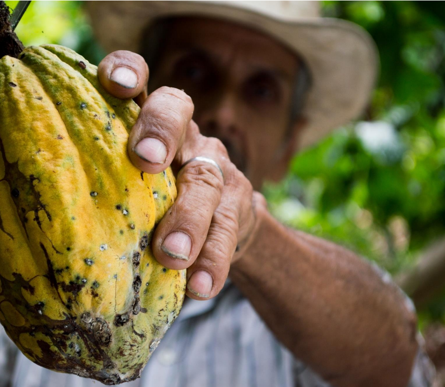 LiberiaGrow's tweet photo. Ecuador's cocoa sector provides a guiding example of how smart regulations and strong sector coordination can result in a successful pivot to #premium. At the link, discover 7 lessons for Liberia from Ecuador's model: https://t.co/blN8dgsmKc

#CocoaRetrospective https://t.co/SRw97QIKXI
