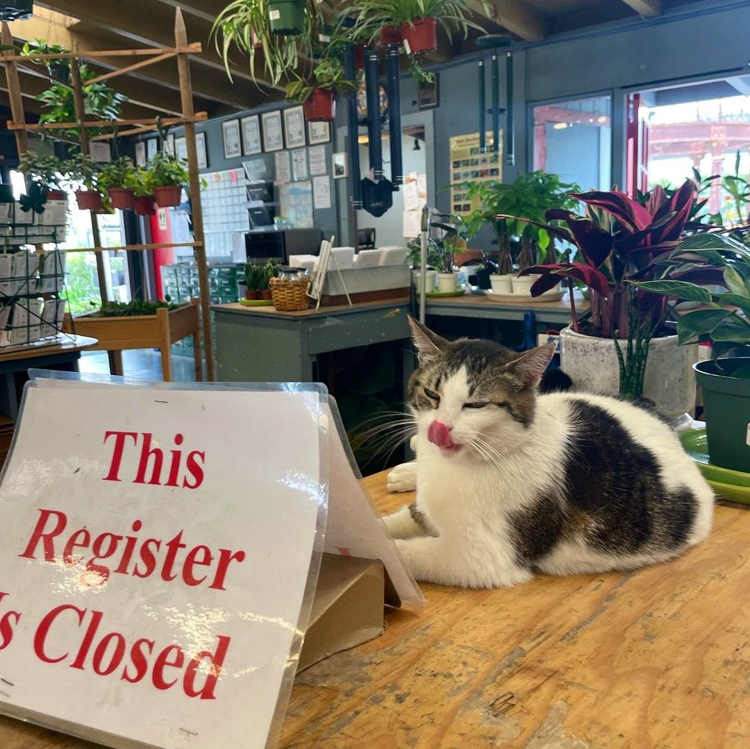 Bodega Cats tweet media