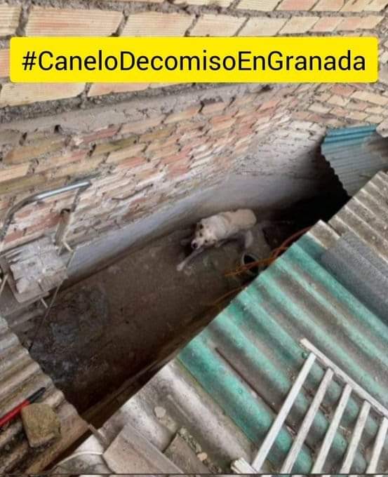 silvia mensegar tweet media