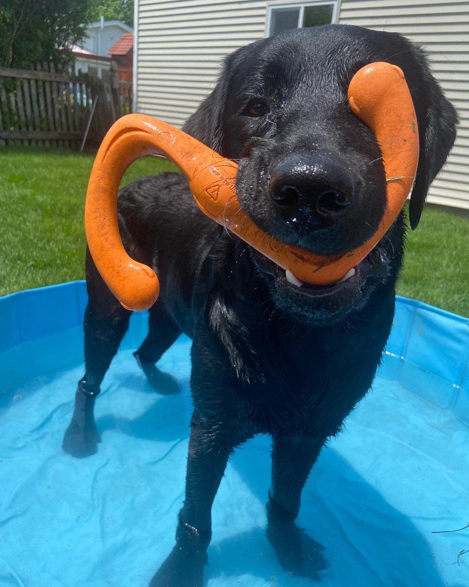 wagsformags's tweet photo. A growing pups appetite never ends!Bard is asking for your donations to Wags for Mags in order to keep the pups happy and healthy throughout the summer!☀️
Anything helps! We hope you will consider making a donation right off of our amazon wish list! It can be found in our bio!🤩 https://t.co/r81U8kviNJ